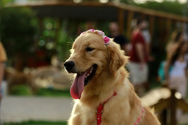 Foto: Heudes Regis/especial para o RioMar Recife